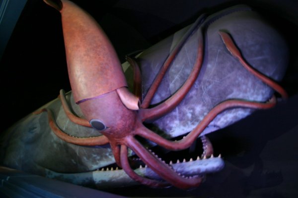 Kraken 13 at сайт
